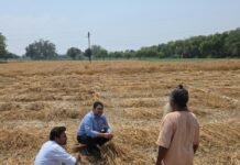 असमय वर्षा से फसलों को हुए नुकसान के दृष्टिगत अधिकारियों ने किया मोके पर पहुंच कर निरीक्षण
