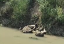 बंबे में तैरता मिला अधेड़ व्यक्ति का शव,शव पोस्टमार्टम भेज पुलिस शिनाख्त में जुटी